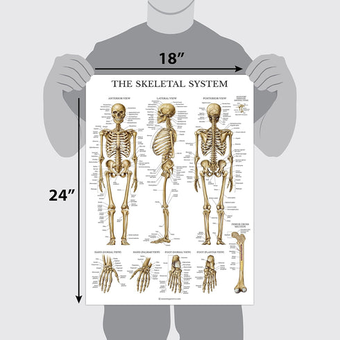 Palace Learning 3 Pack - Muscle, Skeleton, Spinal Nerves Anatomy Poster Set, Laminated 18" x 24"