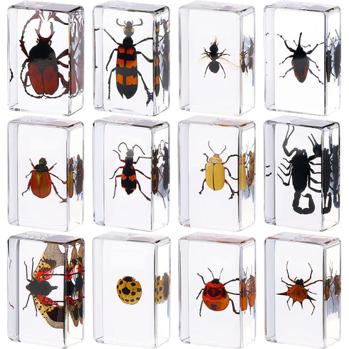 Macarrie 12 Pcs Insect Specimens for Kids Bug Collection Kit Real Specimens