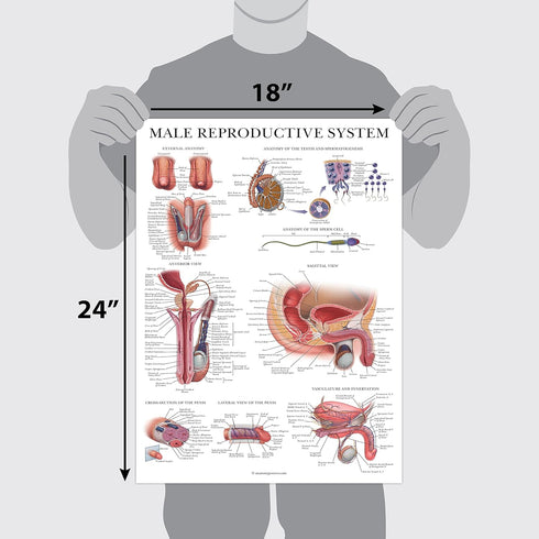 2 Pack Set 18" 24" Palace Learning Male & Female Reproductive System Anatomical Charts - Male & Female Anatomy Poster