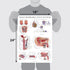 2 Pack Set 18" 24" Palace Learning Male & Female Reproductive System Anatomical Charts - Male & Female Anatomy Poster