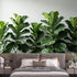 Agglomerix Custom Size Wall Murals Fiddle Leaf Fig Botanical Green Leaves Minimalist SelfAdhesive Wall Fabric Removable