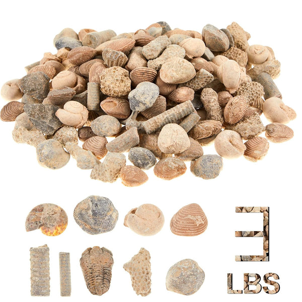 Soulchen Fossil Sorting Kit 3 Lbs Fossil Collection Sorting Activity Kit with