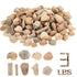 Soulchen Fossil Sorting Kit 3 Lbs Fossil Collection Sorting Activity Kit with
