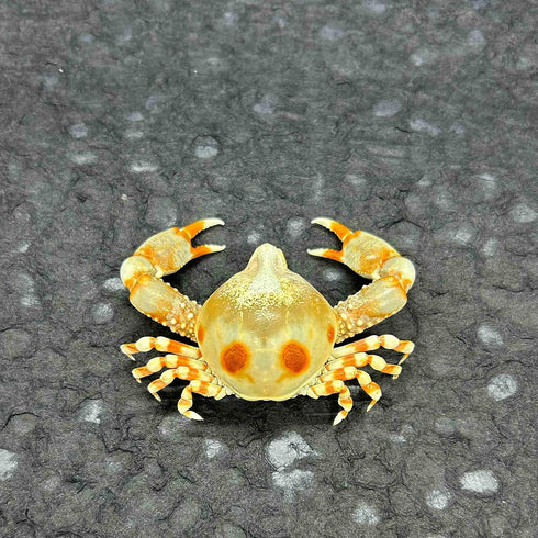 GFAZXDS A,15cm, Figurine,D-15cm Real Crab Insect Specimens Animal Taxidermy Collection for Science Education & Desk