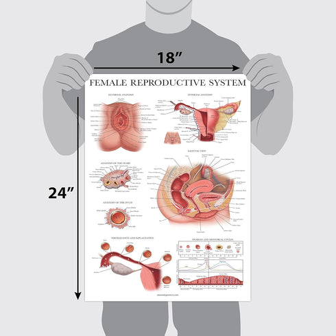 3 Pack 18" 24") Palace Learning - Female Reproductive System Anatomical Poster + Male Reproductive System + Pregnancy