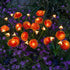 4th Solar Honeybee Flower Stake Lights for Yard Decor, LED Outdoor Waterproof Solar Light for Garden Pathway Light