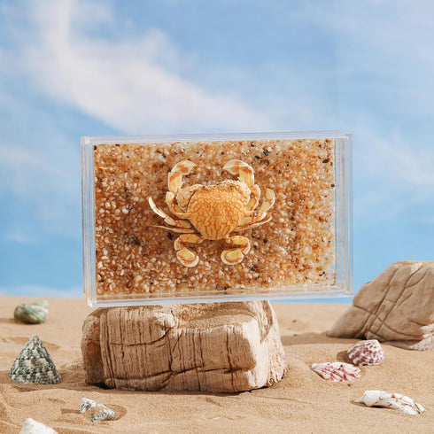 Real Crab Specimen in Acrylic Display Box Preserved Taxidermy for Marine Biology, Coastal Home Decor, and Nature Gift