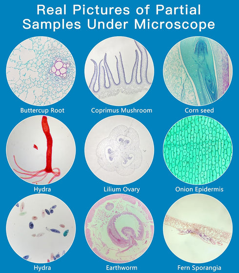 DIY-SCIENCE 60 Microscope Slides with Specimens for Kids, Lab-Grade Prepared Microscope Slides