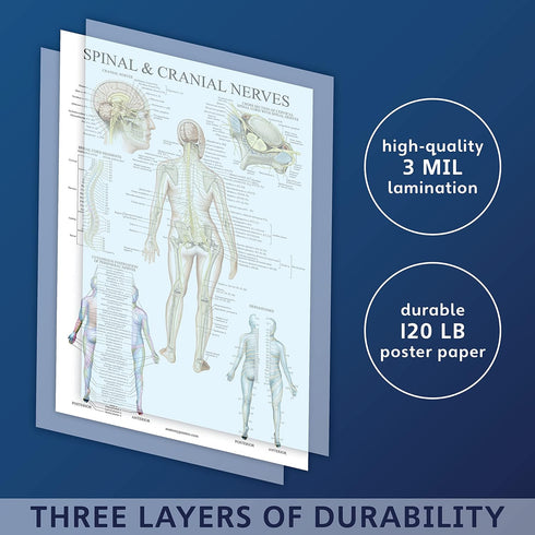 Palace Learning Spinal Nerves Anatomical Chart - Spine and Cranial Nervous System Anatomy Poster (LAMINATED, 18 x 24)