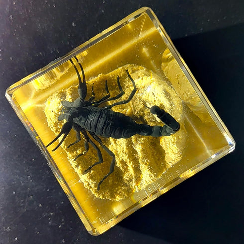 2" Real Black Scorpion on Sand in Crystal Clear Lucite Resin Diorama Paperweight Crafts Specimen Preserved Insect Taxidermy Collection for Biology Science Education & Desk Ornament Display Supplies
