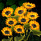 TANSOREN 3 Pack Solar Garden Lights Outdoor, 2 Lighting Modes Warm White
