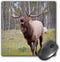 Canada, Alberta, Jasper NP. Bull elk bugling. - Mouse Pad, 8 by 8 inches (mp_188400_1) by 3dRose