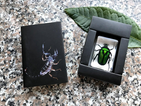 QTMY Insect in Resin Specimen Collection - Paperweight for Office Desk, Green Cockchafer Beetle