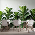 Agglomerix Custom Size Wall Murals Fiddle Leaf Fig Botanical Green Leaves Minimalist SelfAdhesive Wall Fabric Removable