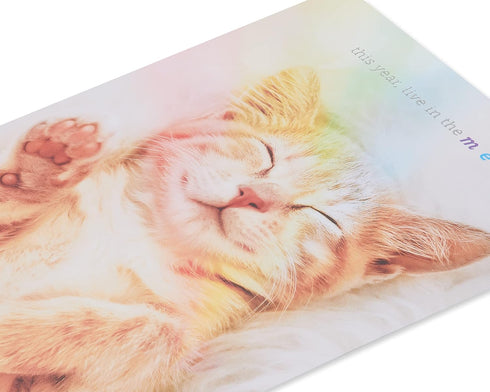 Papyrus Cat Birthday Card (Happy Birthday)