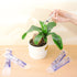 5ml/cc Liquid Measuring Syringe with Caps, Individually Pack of 10 for Scientific Labs, Feeding