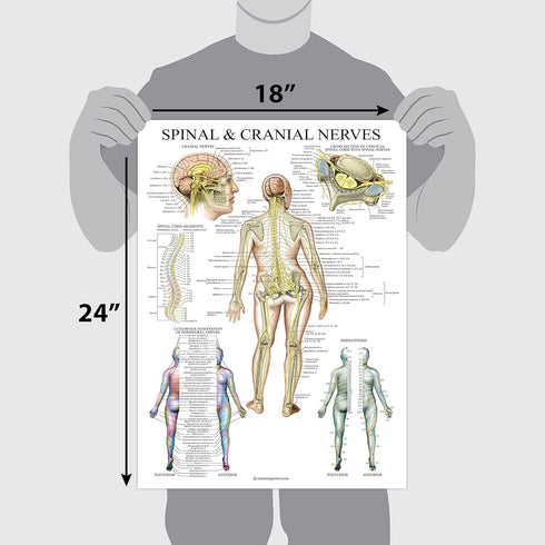 Palace Learning Spinal Nerves Anatomical Chart - Spine and Cranial Nervous System Anatomy Poster (LAMINATED, 18 x 24)