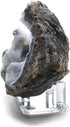 12 Pack Mineral Geode Fossil Display Stands, 2” Acrylic Three Peg Holders