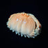 1st 6.6 4.6 Heaven Framed Real Crab Taxidermy Preserved Specimen for Wall Art, Coastal Home Decor, or Educational