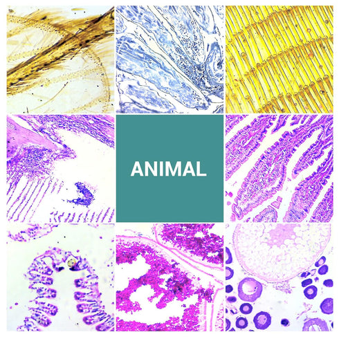 100 Microscope Slides with Specimens for Kids, Prepared Slides with Plants, Animals, Insects for Homeschool Use