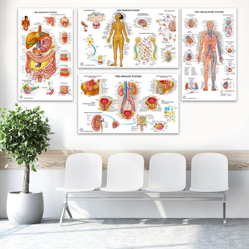 12 18x30 Human Anatomy Posters - Medical Posters, Circulatory, Skeletal, Male Female Muscular, Lymphatic, Reproductive