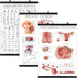 3 Pack - Labor & Birthing Position Poster + Pregnancy Anatomy Chart