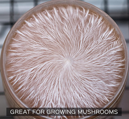 Malt Yeast Extract Agar Plates (MYA) - 10 Sterile Prepoured Petri Dishes for Mushroom Cultivation & Science