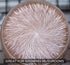 Malt Yeast Extract Agar Plates (MYA) - 10 Sterile Prepoured Petri Dishes for Mushroom Cultivation & Science