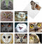 The Best Card Company 10 Bird Note Cards Blank (4 x 5.12 Inch) with Envelopes, Boxed Set