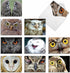 The Best Card Company 10 Bird Note Cards Blank (4 x 5.12 Inch) with Envelopes, Boxed Set