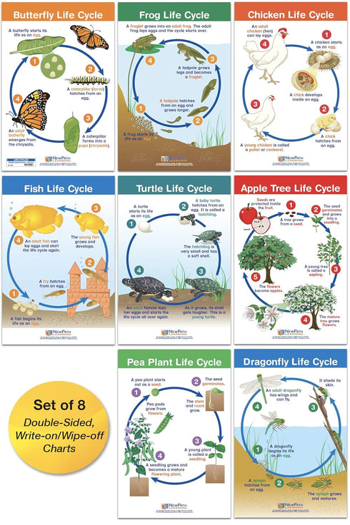 NewPath Learning Life Cycles Bulletin Board Charts, Set/8, Laminated, 12" x 18" (94-1504)