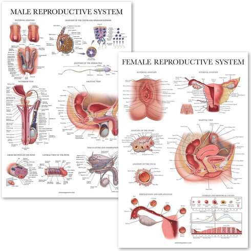Palace Learning 2 Pack Male & Female Reproductive System Anatomical Charts -