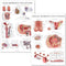 Palace Learning 2 Pack Male & Female Reproductive System Anatomical Charts -