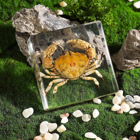 (3 3 1 inch) Taxidermy Crab, Real Crab Specimens Animal Specimen in Resin for Science Classroom Science Education