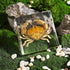 (3 3 1 inch) Taxidermy Crab, Real Crab Specimens Animal Specimen in Resin for Science Classroom Science Education