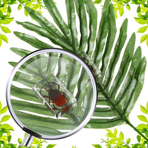 12 Macarrie Pcs Insect Specimens for Kids Bug Collection Kit Real Specimens of Various Butterflies Beetles Classroom