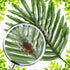 12 Macarrie Pcs Insect Specimens for Kids Bug Collection Kit Real Specimens of Various Butterflies Beetles Classroom