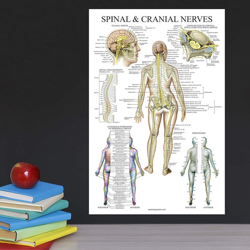Palace Learning Spinal Nerves Anatomical Chart - Spine and Cranial Nervous System Anatomy Poster (LAMINATED, 18 x 24)