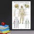 Palace Learning Spinal Nerves Anatomical Chart - Spine and Cranial Nervous System Anatomy Poster (LAMINATED, 18 x 24)