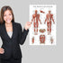 Palace Learning 3 Pack Anatomy Poster Set - Muscle, Skeleton, and Dermatomes Anatomical Charts - Laminated 18" x 24"