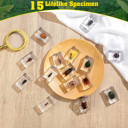 15 insect specimens,Real Specimens of Various Butterflies and Beetles Made of Resin, Used for Science Classroom Science Education Animal Specimens, Bug Preserved,Oddities, Biology (15 Pcs Beetles)