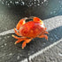 1st 6.6 4.6 Heaven Framed Real Crab Taxidermy Preserved Crab Specimen for Wall Art, Coastal Home Decor, or Educational