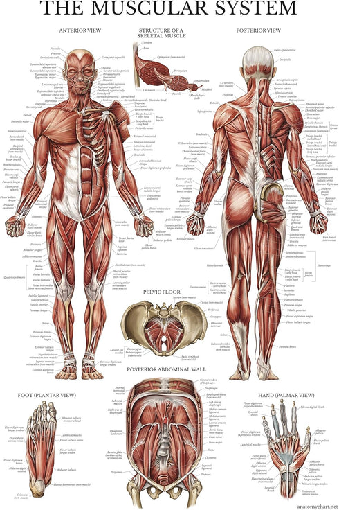 Palace Learning 3 Pack - Muscle, Skeleton, Spinal Nerves Anatomy Poster Set, Laminated 18" x 24"