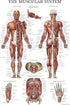 Palace Learning 3 Pack - Muscle, Skeleton, Spinal Nerves Anatomy Poster Set, Laminated 18" x 24"