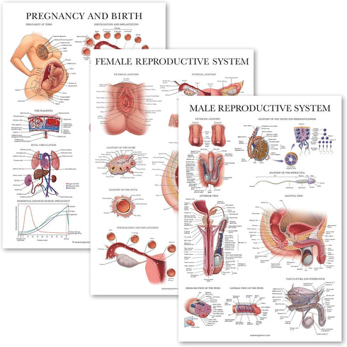 Palace Learning 3 Pack - Female Reproductive System Anatomical Poster + Male