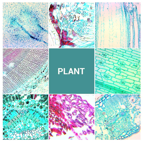 100 Microscope Slides with Specimens for Kids, Prepared Slides with Plants, Animals, Insects for Homeschool Use