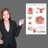2 Pack Set 18" 24" Palace Learning Male & Female Reproductive System Anatomical Charts - Male & Female Anatomy Poster