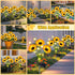 4 Pack Solar Sunflower Lights Outdoor Garden Decor, Upgraded with Firefly Lights, Waterproof Solar Flower Stake