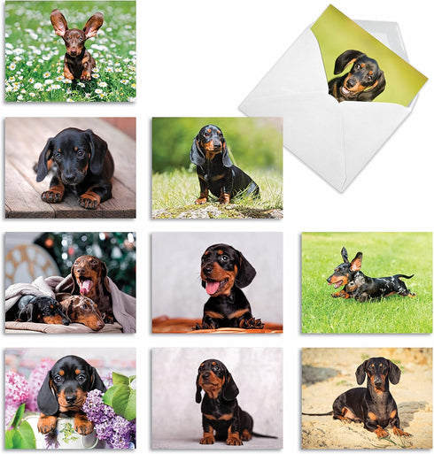 The Best Card Company - 10 Adorable Blank Dog Cards, Assorted Pet Breeds, Boxed Set
