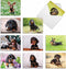 The Best Card Company - 10 Adorable Blank Dog Cards, Assorted Pet Breeds, Boxed Set